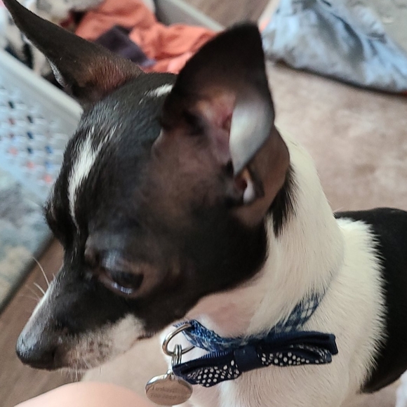 Meet your Posher, Tonya - Picture 3 of 3